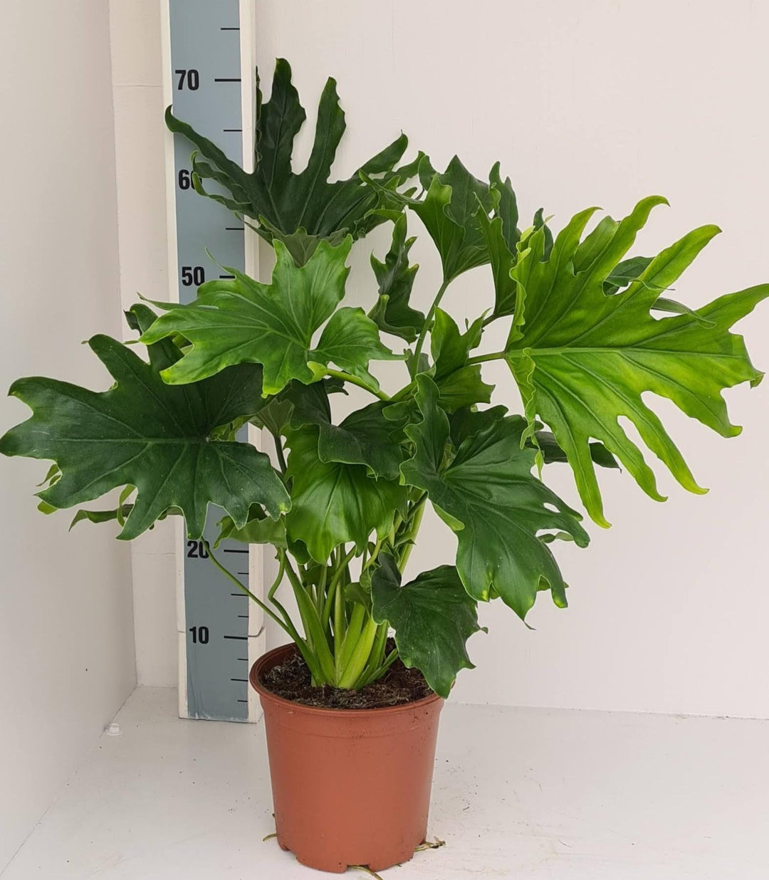 Philodendron Lickety Split - Ø19cm - ↕70cm