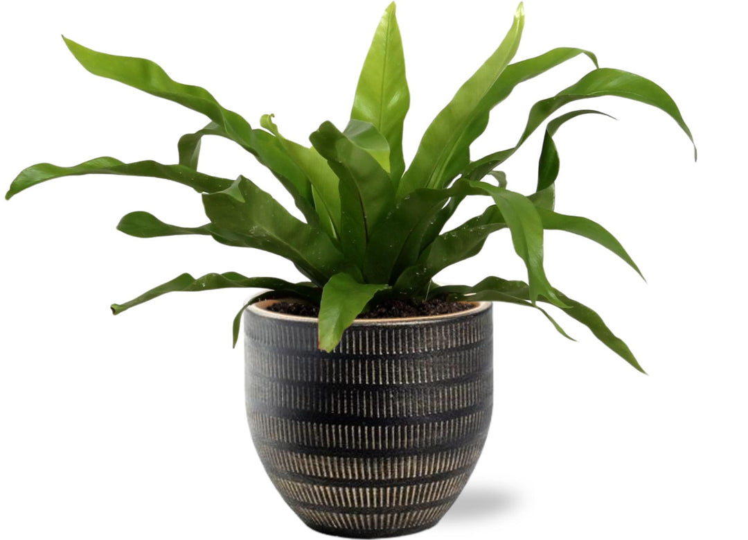 Asplenium Antiquum - Ø12cm - ↕25cm + Beau Pot D14x13cm - Zwart