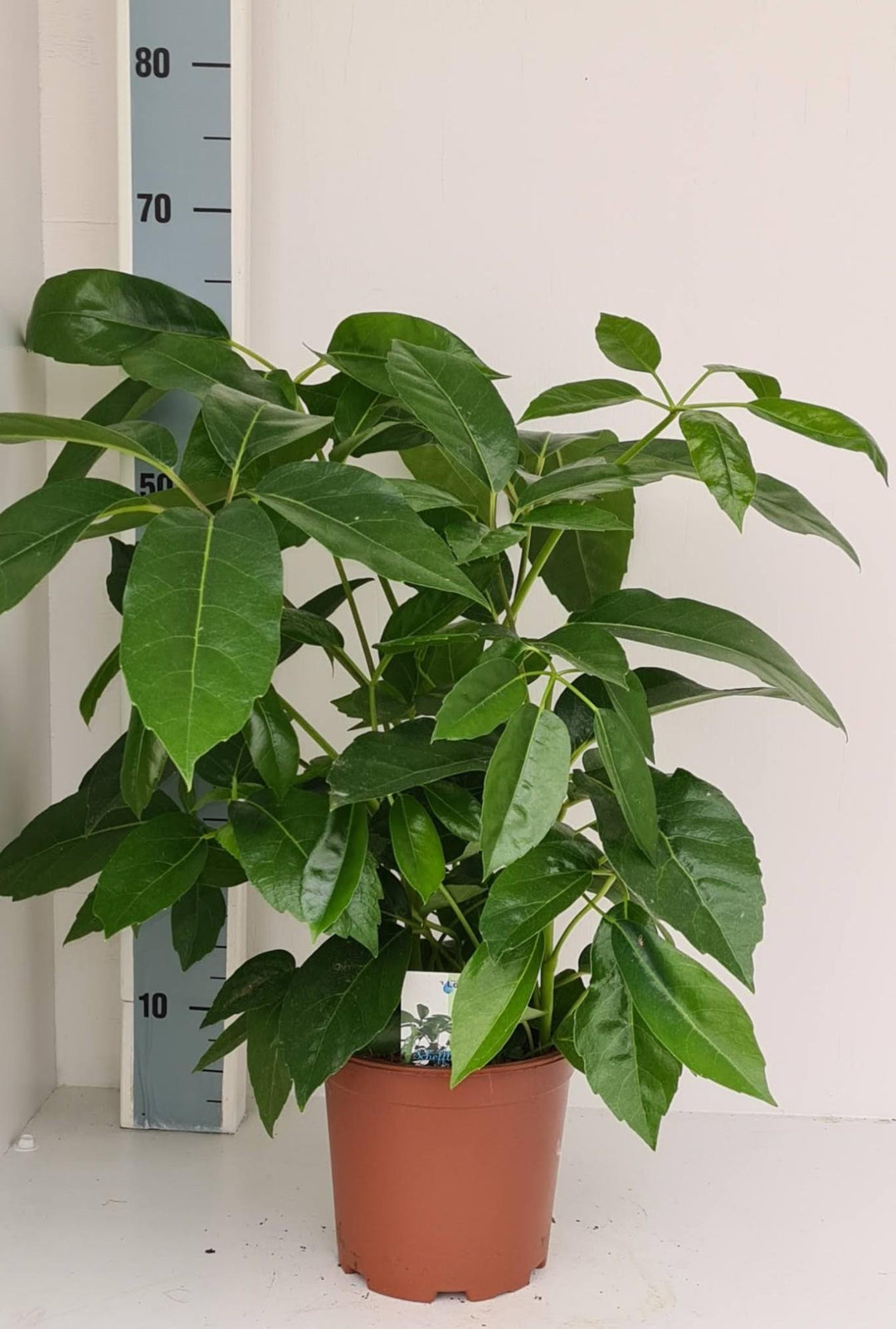 Schefflera Amate - Ø19cm - ↕70cm