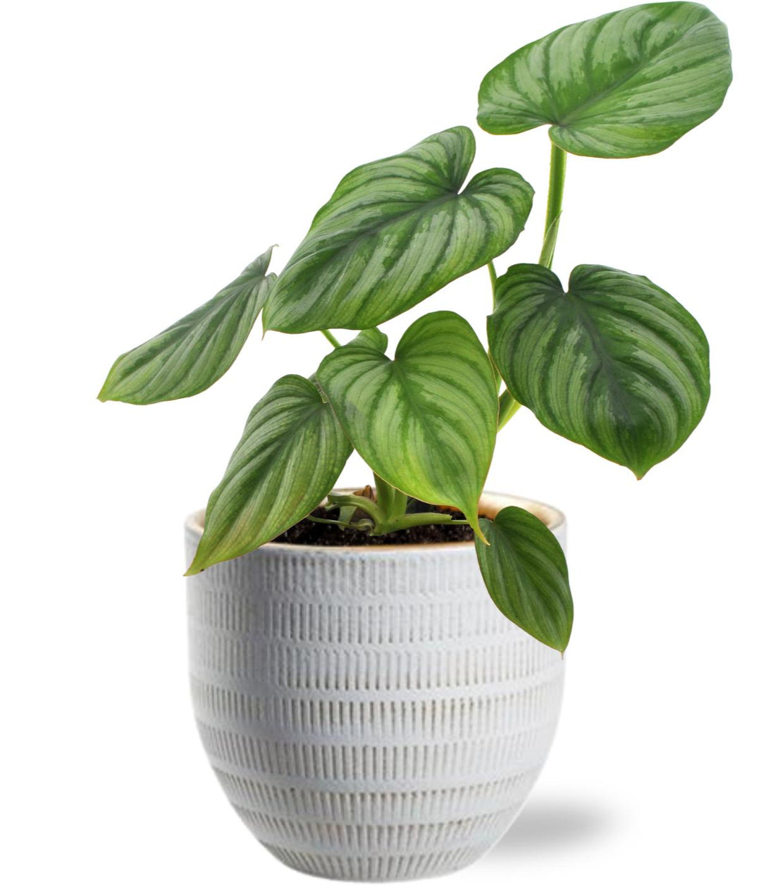Philodendron Mamei - Ø12cm - ↕25cm + Beau Pot D14x13cm - Wit