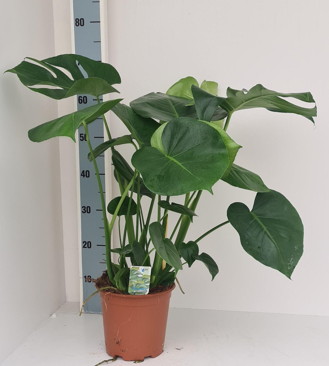 Monstera Deliciosa - Ø19cm - ↕70cm