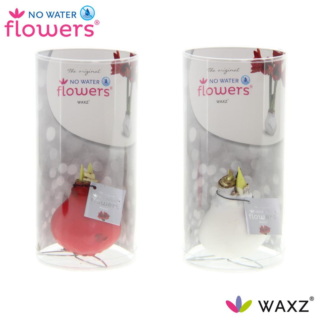 No Water Flowers Waxz Kolibri Mix in Koker - 2 stuks - Ø7 cm - ↕15 cm