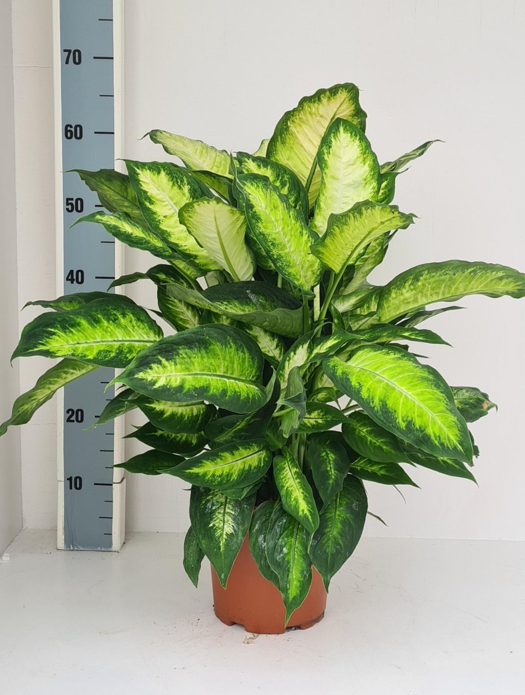 Dieffenbachia Camilla - Ø19cm - ↕70cm
