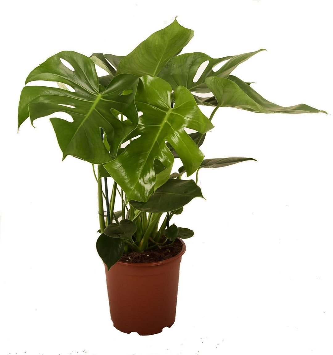 Philodendron Monstera - Ø21cm - ↕90cm