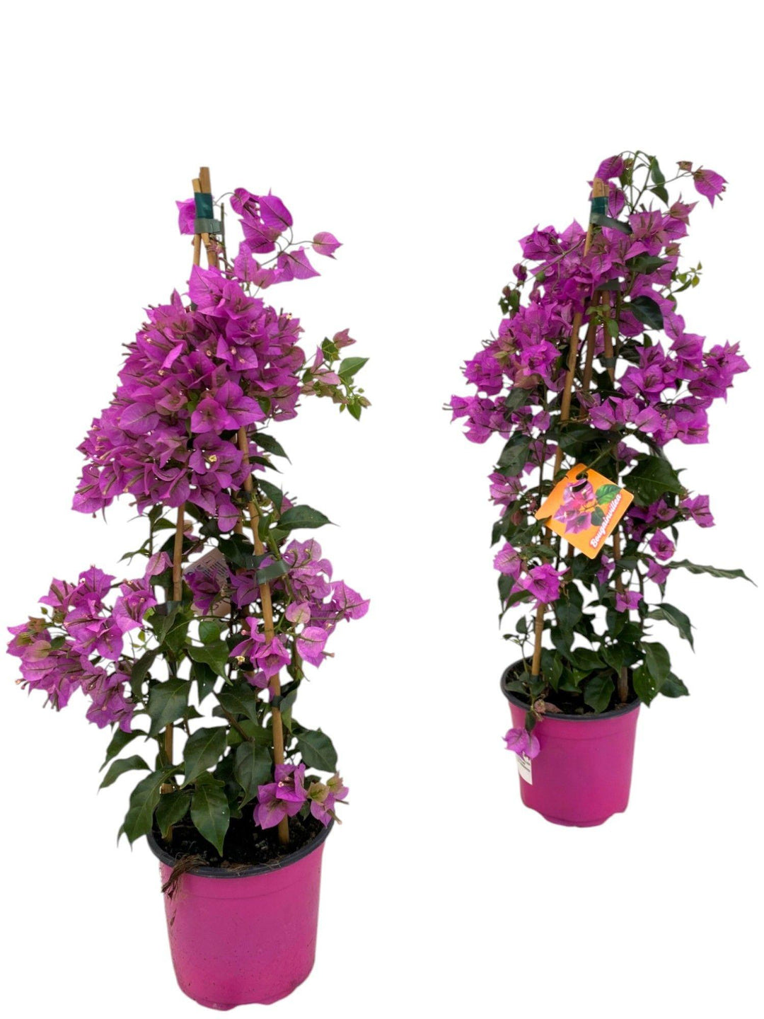 Bougainvillea Sanderiana Piramide - 1 stuk - Ø17cm - ↕70cm