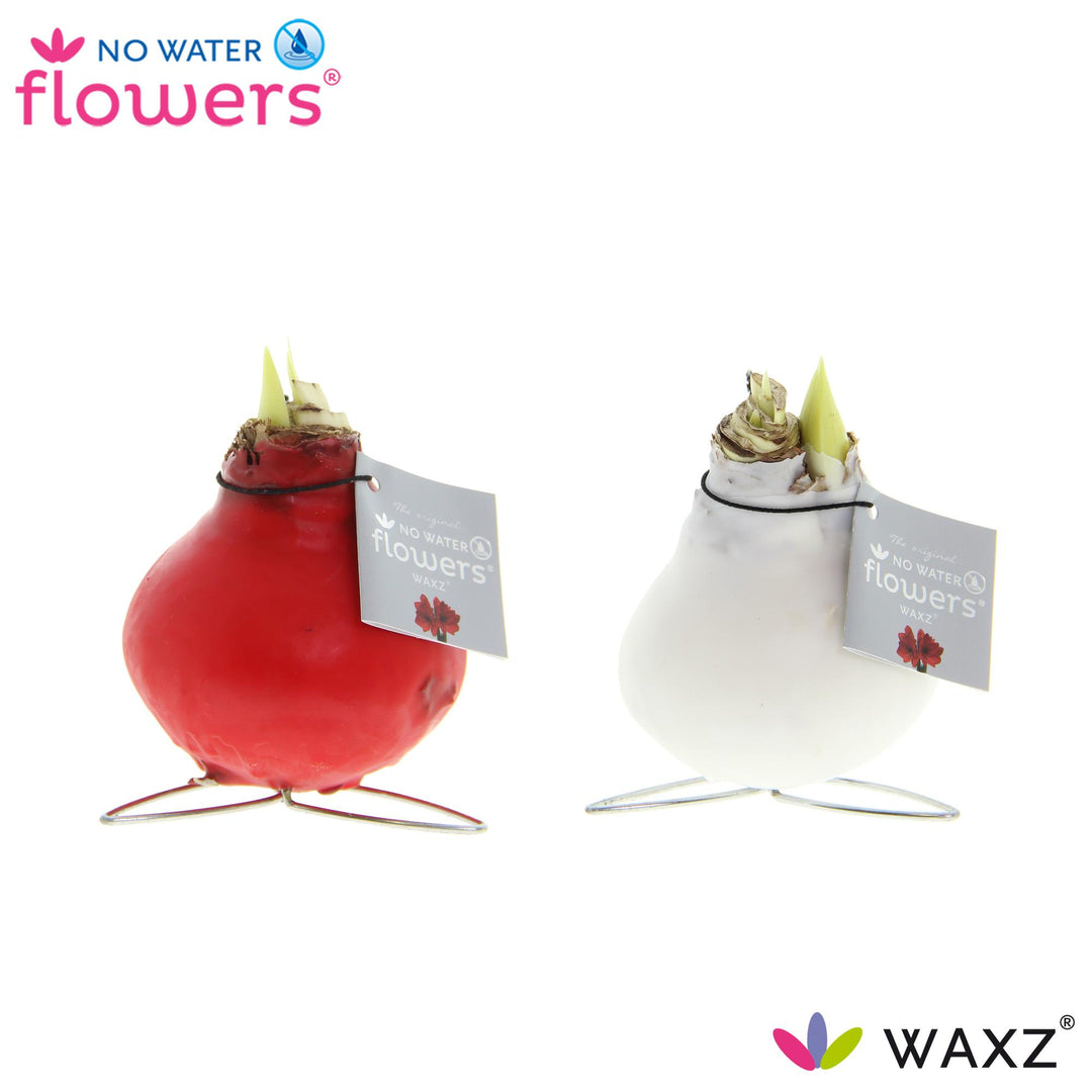 No Water Flowers Waxz Kolibri Mix - 2 stuks - Ø7 cm - ↕15 cm