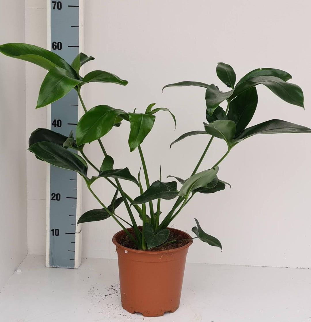 Philodendron Green Wonder - Ø19cm - ↕70cm