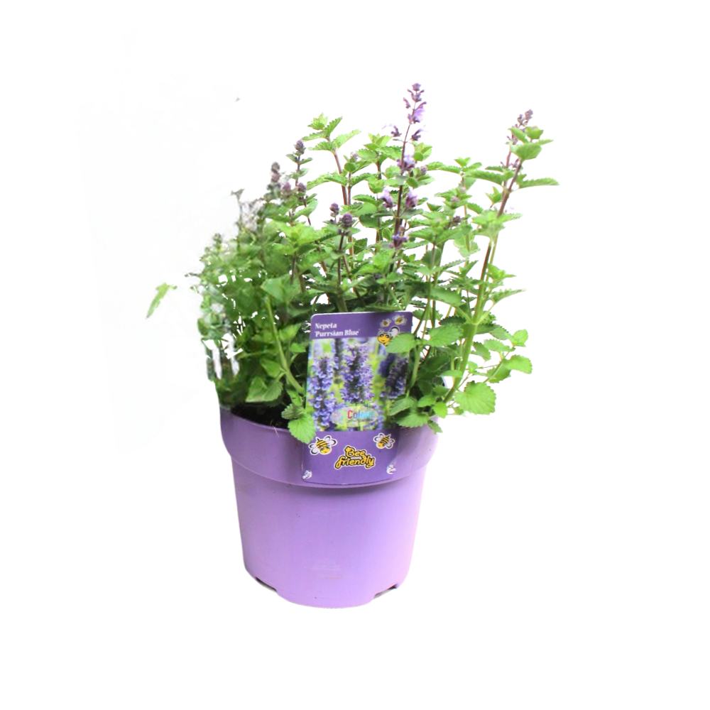 Nepeta Purrsian Blue - 1 stuk - Ø15cm - ↕15cm