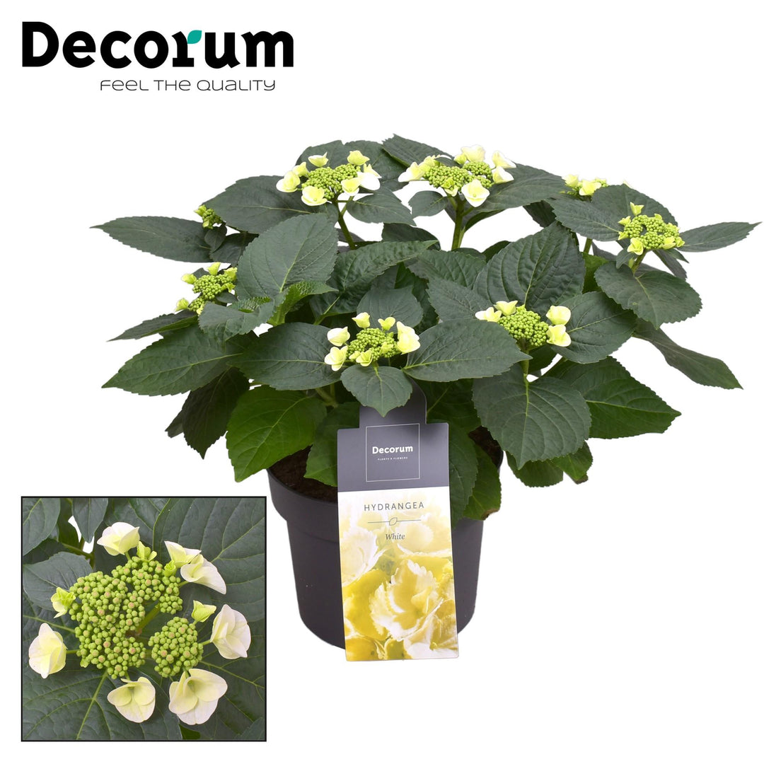Hydrangea Teller Benxi (wit) 7 - 12 Kop (Decorum) - Ø23cm - ↕45cm
