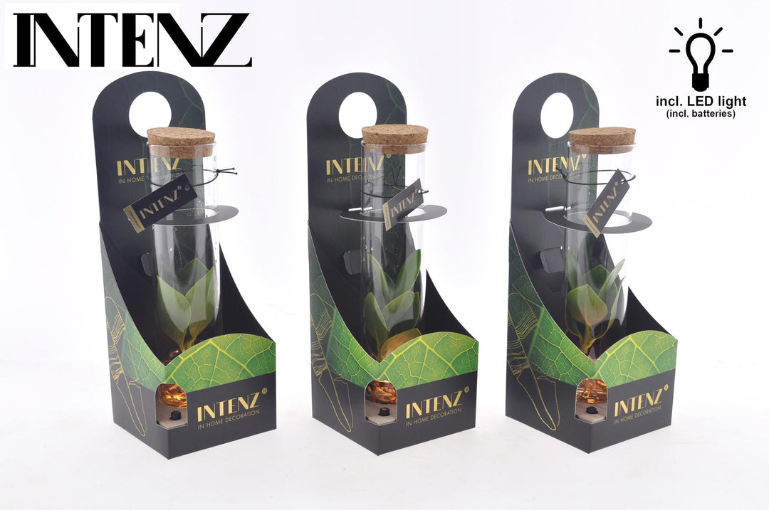Clusia In Tube Glas + LED + Verpakking - Ø5cm - ↕10cm