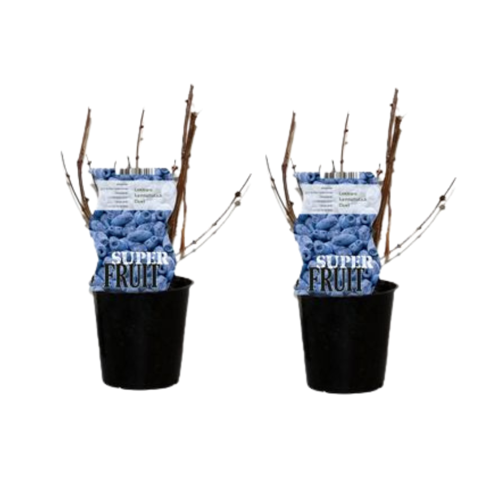 Lonicera Duet (Honingbes) - 2 stuks - Ø12cm - ↕30cm