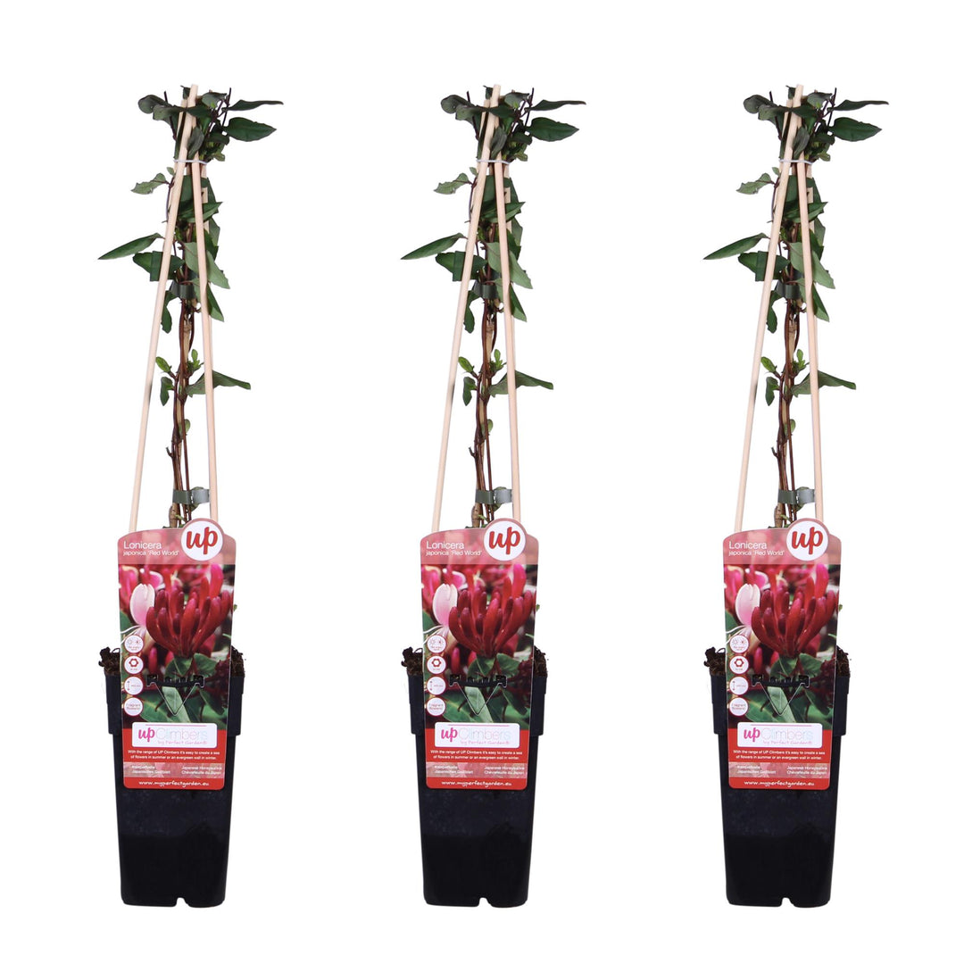 3x - Lonicera japonica 'Red World' - ↨65cm - Ø15