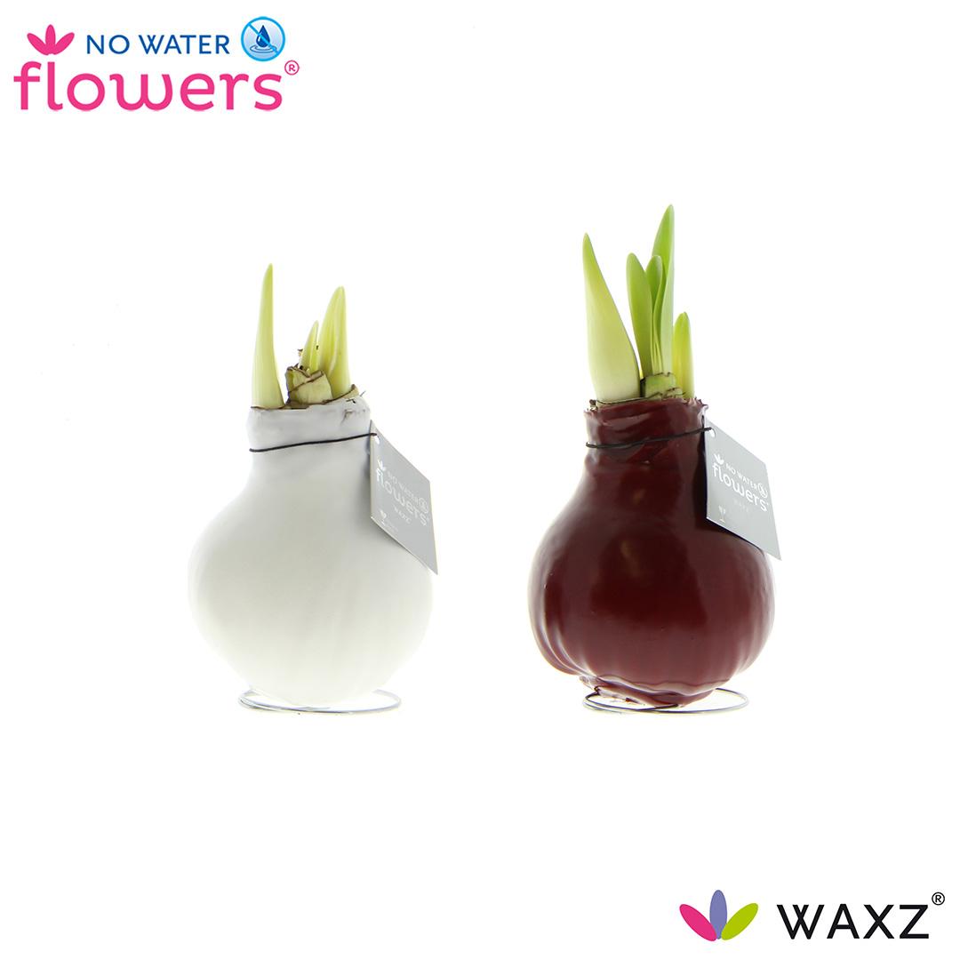 No Water Flowers Waxz Colorz - 2 stuks - Ø7 cm - ↕15 cm