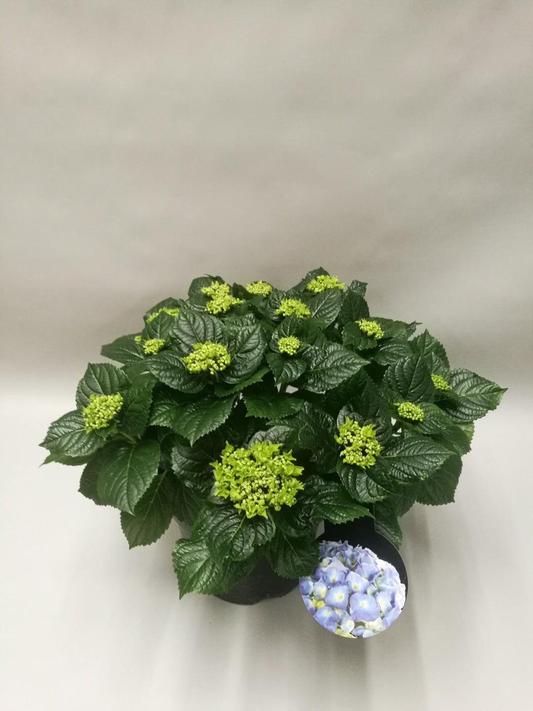 Hydrangea Early Blue - Ø23cm - ↕45cm