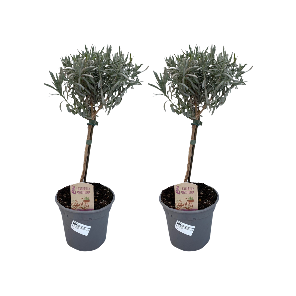 Lavandula Angustifolia Stam - 2 stuks - Ø14cm - ↕45cm