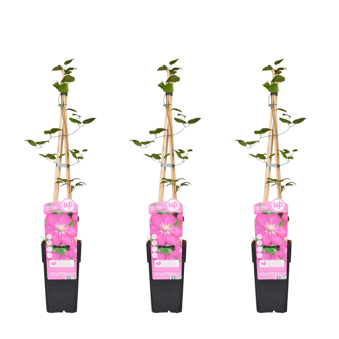 3x - Clematis Ville de Lyon - ↨65cm - Ø15