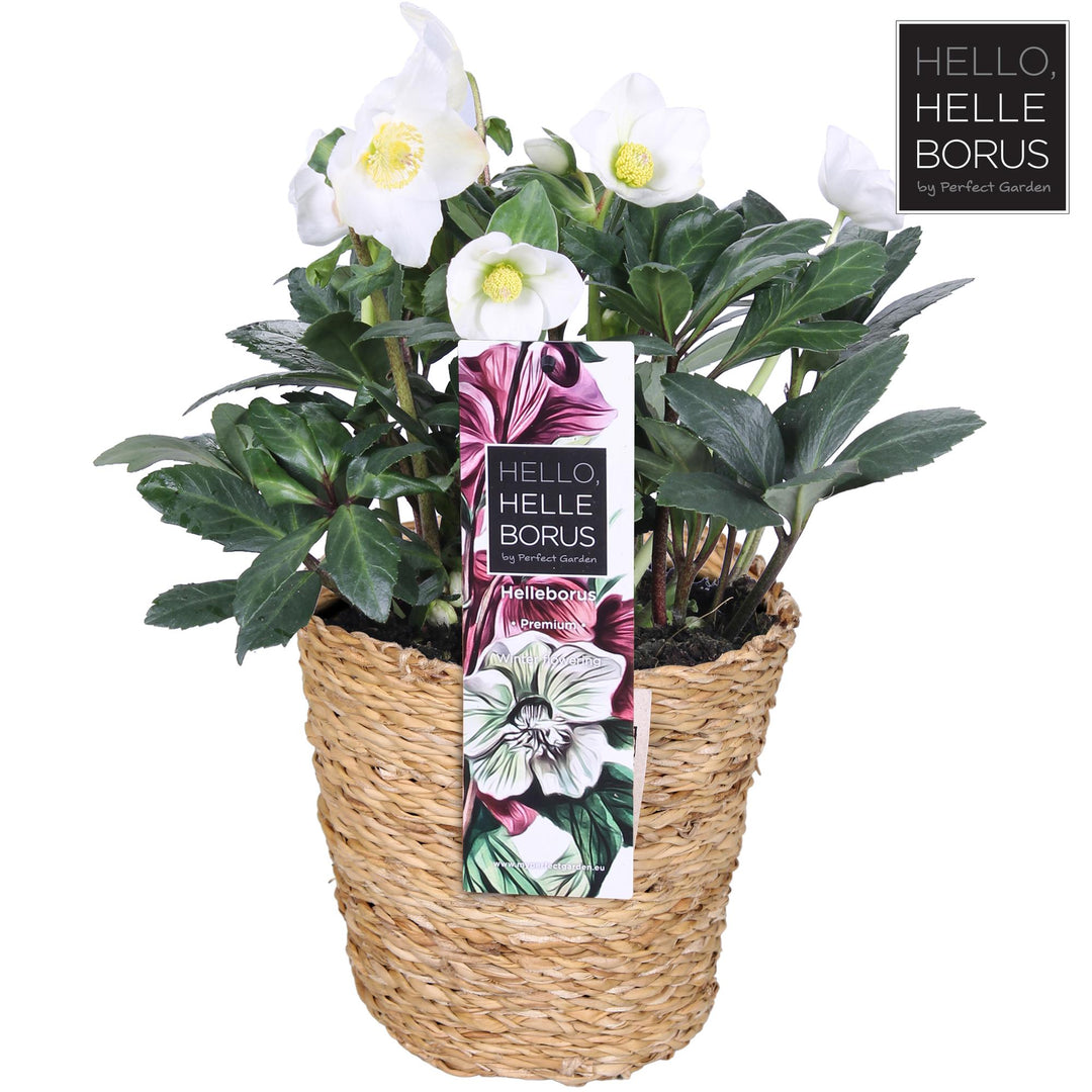 Helleborus Niger 'Christmas Carol' P17 (Seagrass Basket) - Ø17cm - ↕30cm