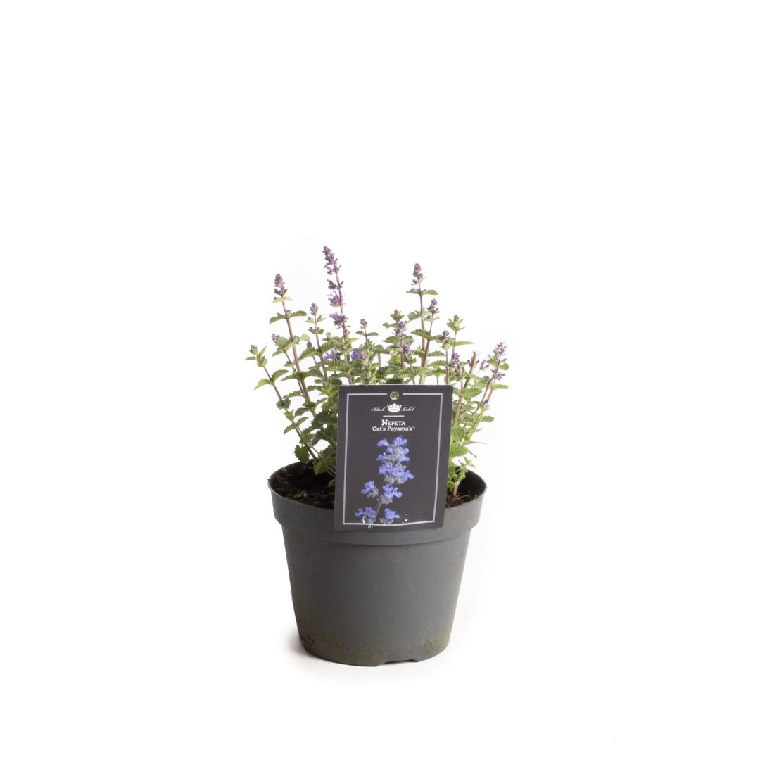 Nepeta Cat's Pajama's - Ø15cm - ↕30cm