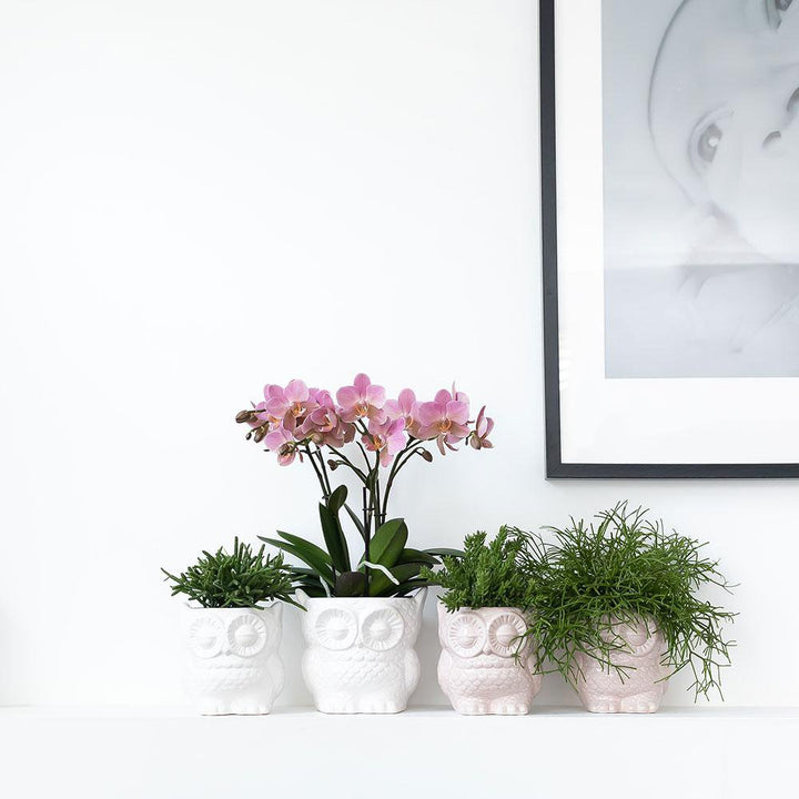 Kolibri Home | Owl bloempot - Nude kleurige keramieken sierpot - potmaat Ø6cm
