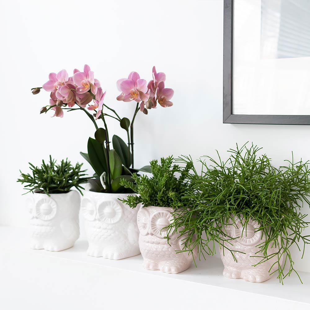 Kolibri Home | Owl bloempot - Nude kleurige keramieken sierpot - potmaat Ø6cm