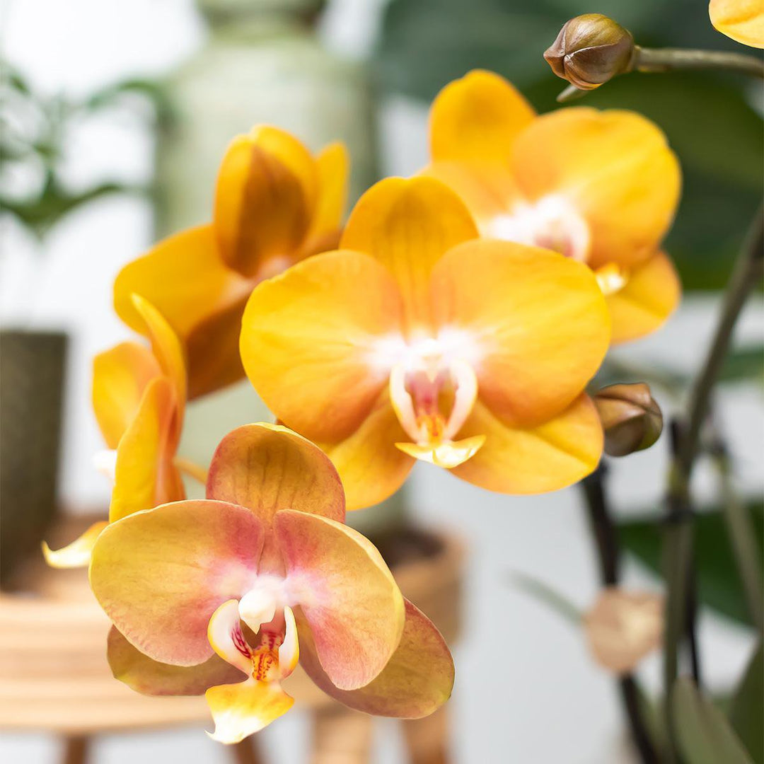 Kolibri Orchids | oranje plantenset in Gummy dish incl. waterreservoir | drie oranje orchideeën | Mono Bouquet oranje met zelfvoorzienend waterreservoir