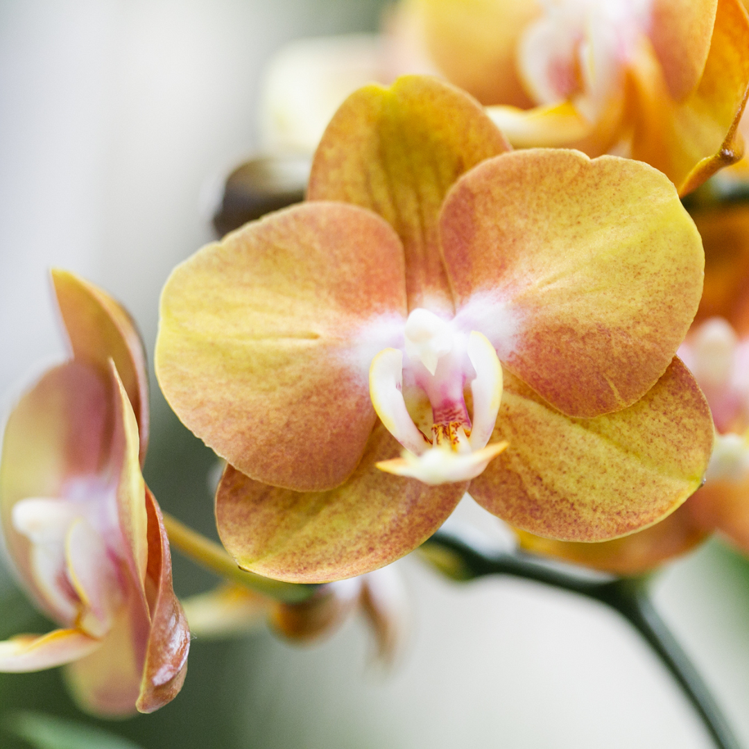 Kolibri Orchids | oranje plantenset in Gummy dish incl. waterreservoir | drie oranje orchideeën | Mono Bouquet oranje met zelfvoorzienend waterreservoir