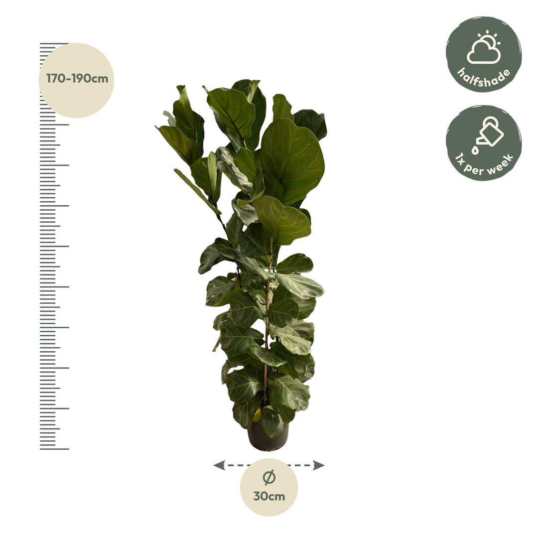 Ficus Lyrata struik - 180 cm - Ø30