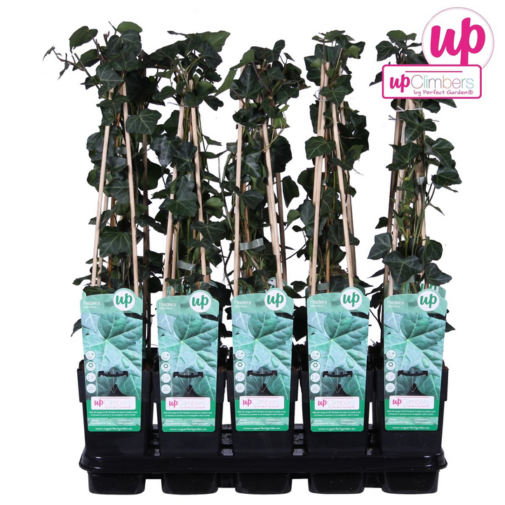 Hedera hibernica - Ø15cm - ↕65cm