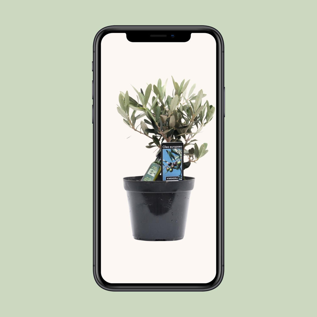 Olea Olijf - Ø13cm - ↕25cm