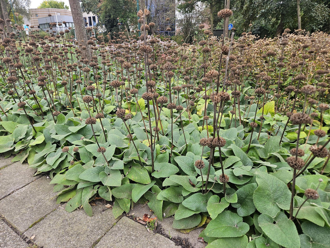 12x Phlomis russeliana - ↕10-25cm - Ø9cm