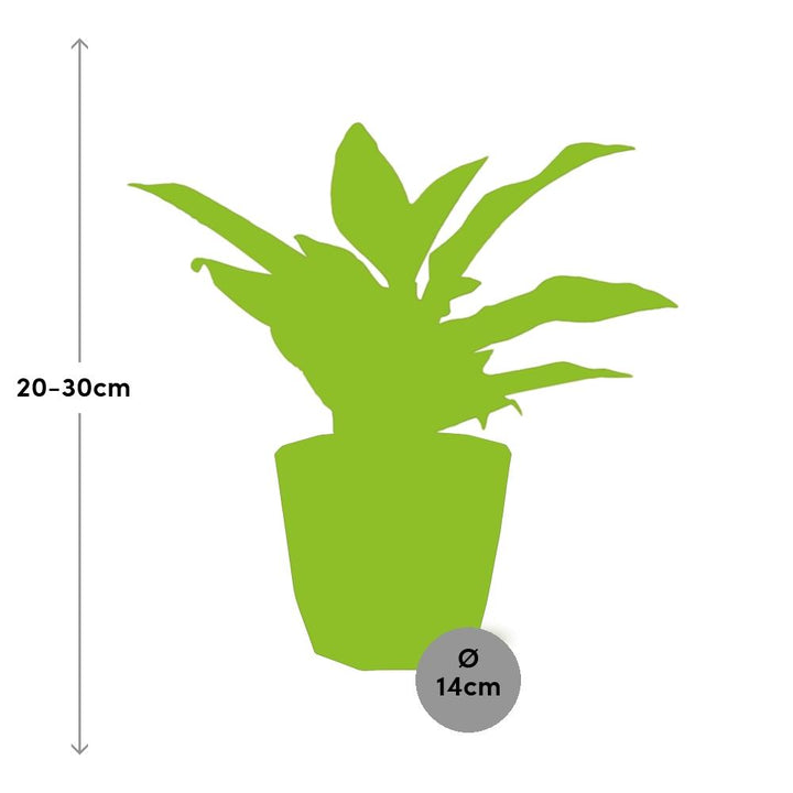Aglaonema Crete in 14cm b.for rock living black