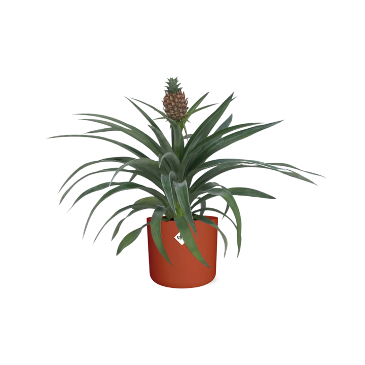 Ananas Mi Amigo 12 Cm Pot in ELHO b.for soft rond 14cm brique