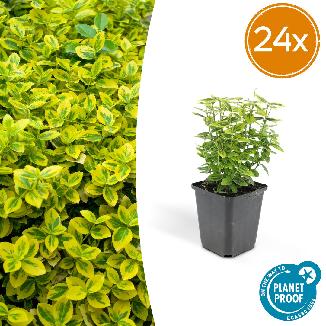 24x Euonymus fort. 'Emerald 'n Gold’ - ↕10-25cm - Ø9cm