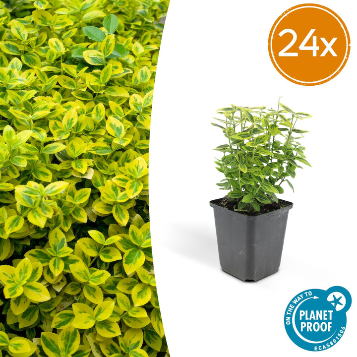 24x Euonymus fort. 'Emerald 'n Gold’ - ↕10-25cm - Ø9cm