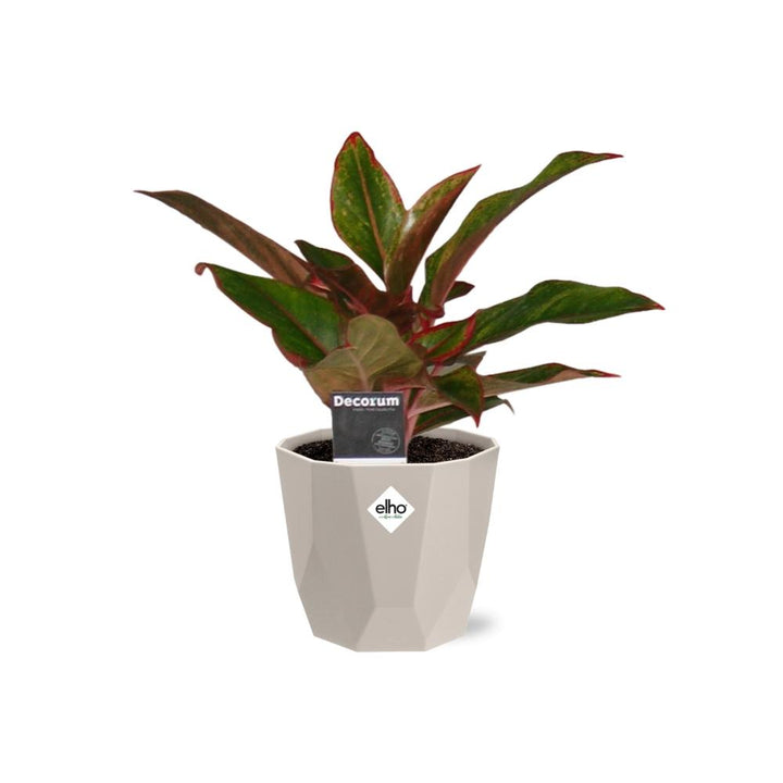 Aglaonema Crete in ELHO b.for rock 14 cm warm grey