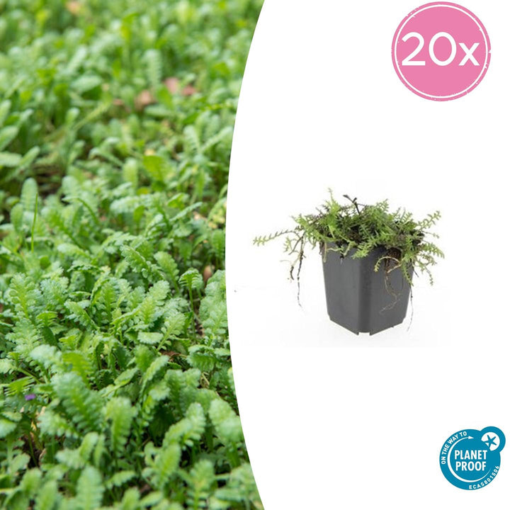 20x Leptinella squalida - ↕10-25cm - Ø9cm