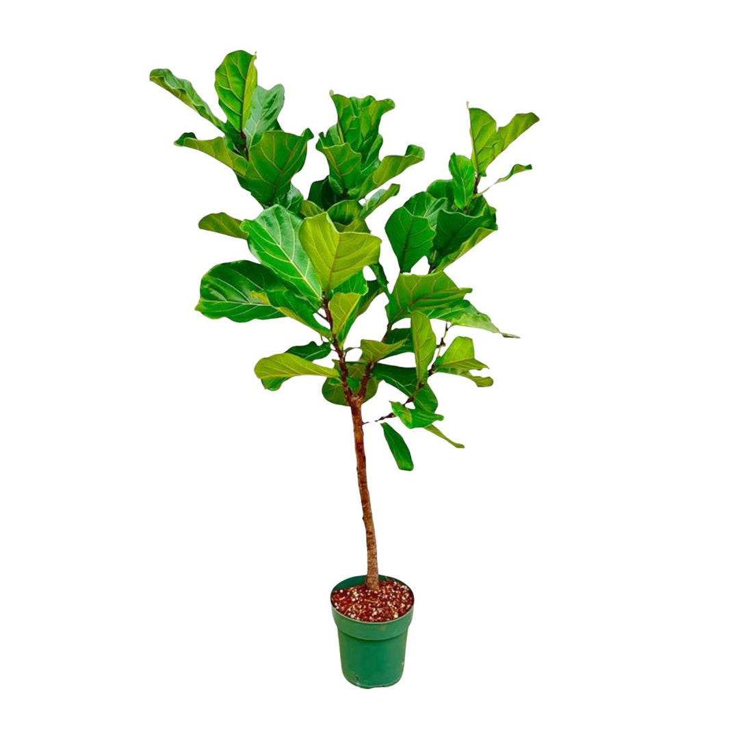 Ficus Lyrata stam  - 170cm - ⌀30