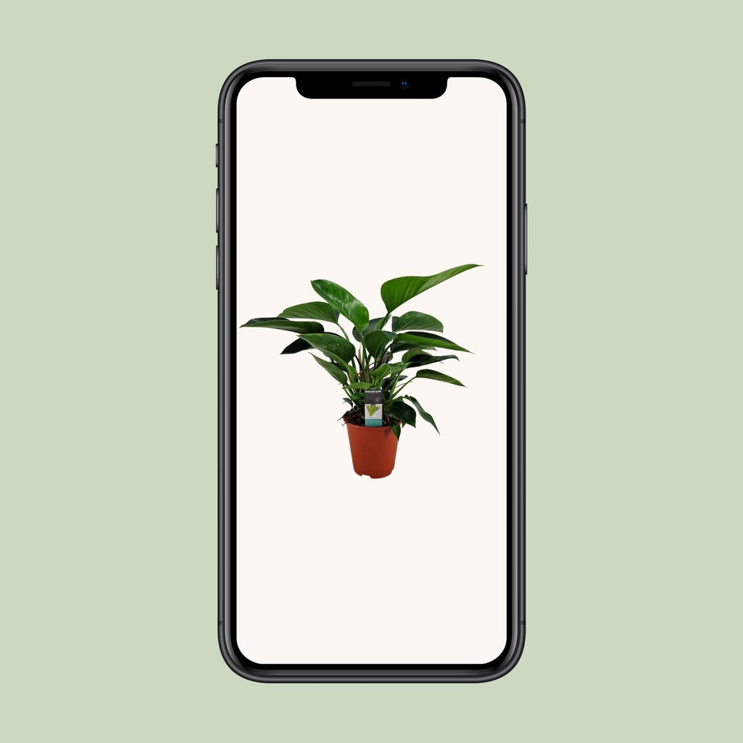 Philodendron Congo Apple - Ø19cm - ↕65cm