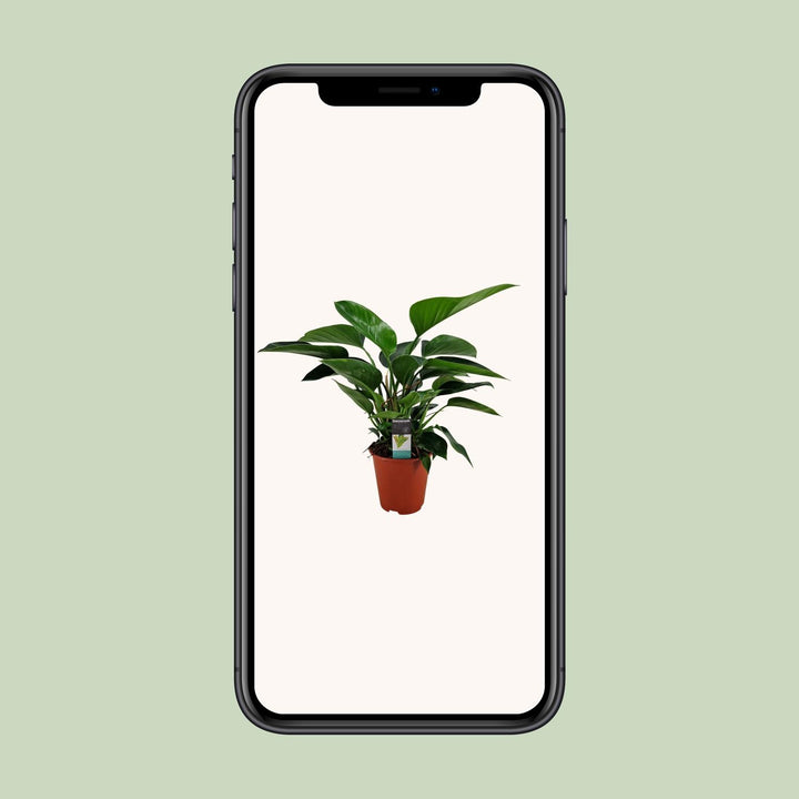 Philodendron Congo Apple - Ø19cm - ↕65cm