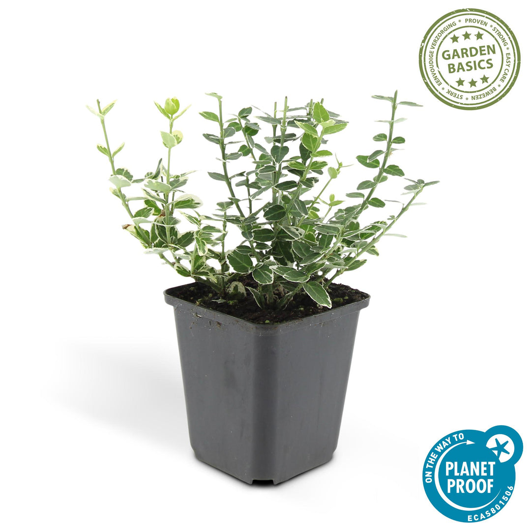 20x Euonymus fort. 'Emerald Gaiety' - ↕10-25cm - Ø9cm