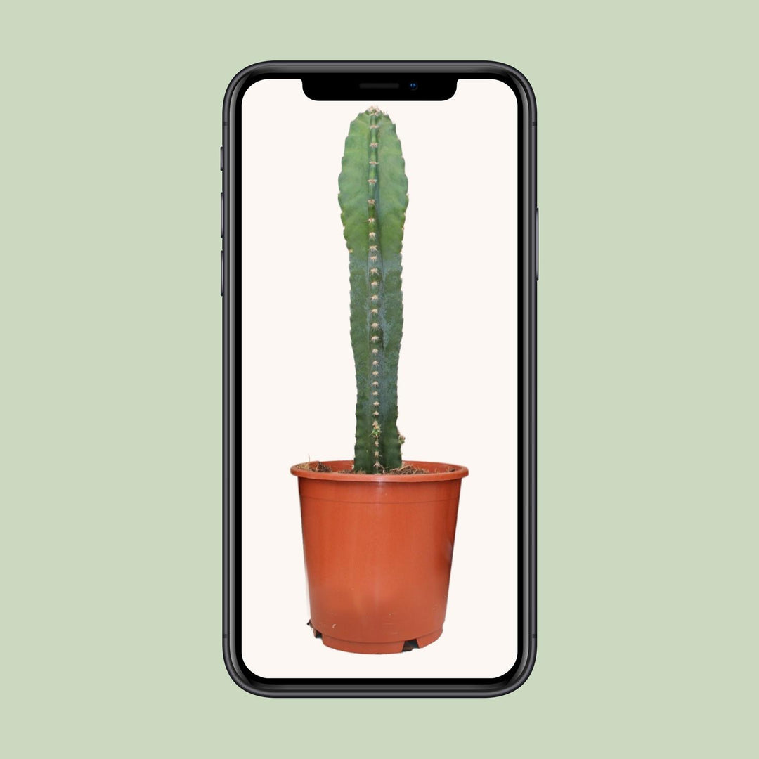 Cereus Peruvianus - Ø17cm - ↕55cm