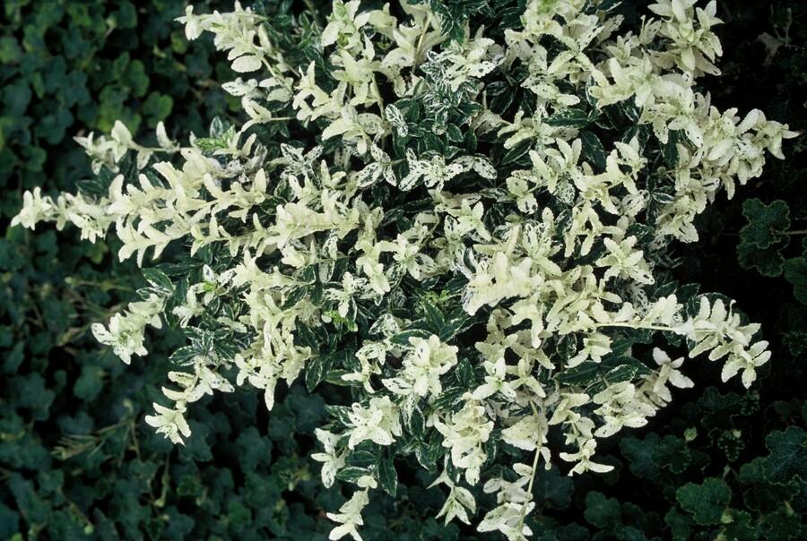 24x Euonymus fort. 'Harlequin' - ↕10-25cm - Ø9cm
