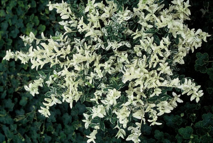 24x Euonymus fort. 'Harlequin' - ↕10-25cm - Ø9cm