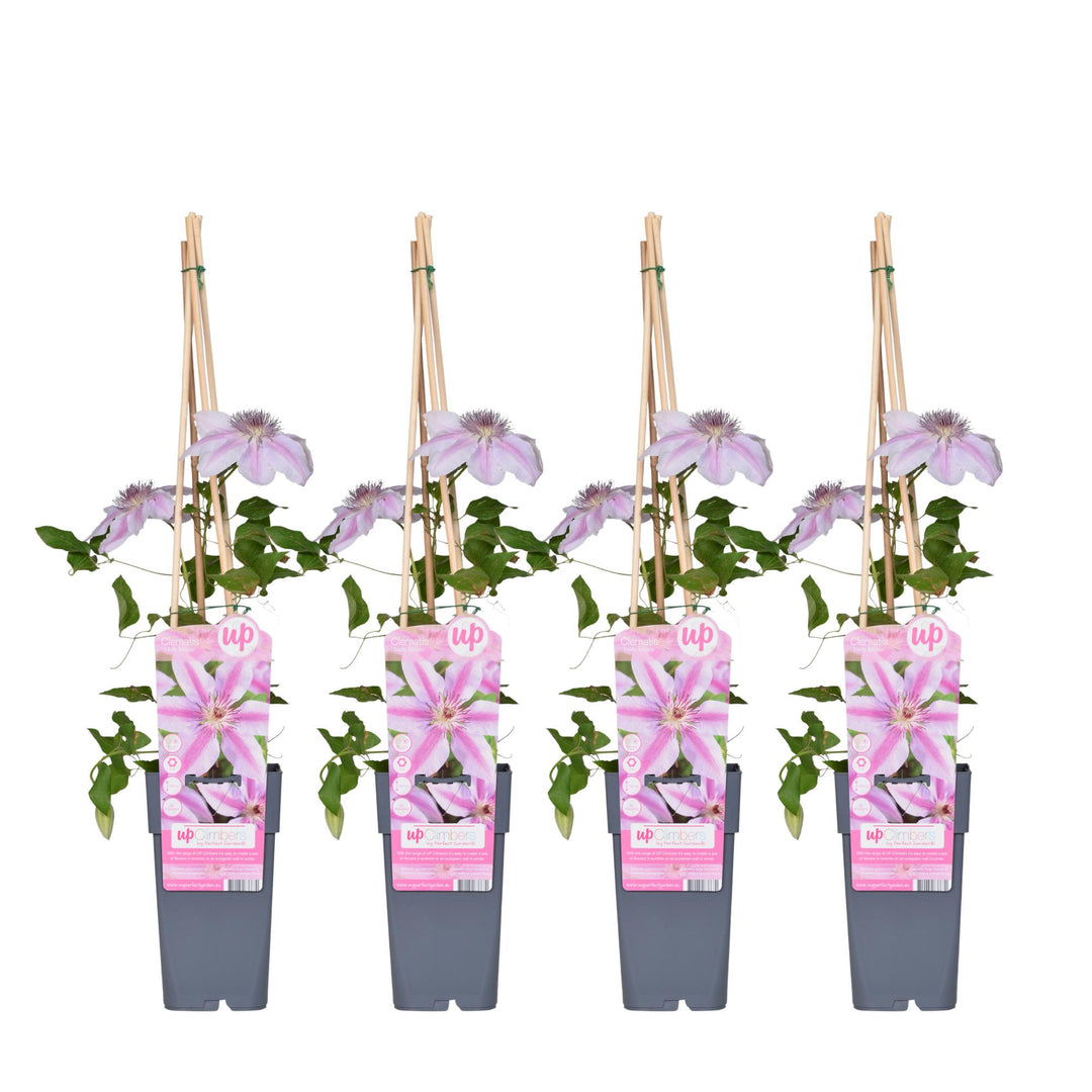 4x - Clematis Nelly Moser - ↨65cm - Ø15