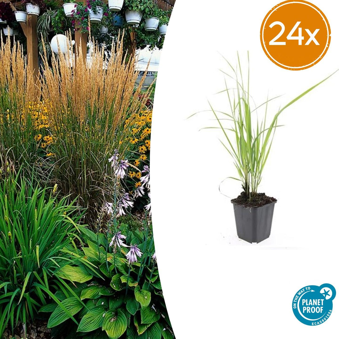 24x Calamagrostis acut. 'Karl Foerster'  - ↕10-25cm - Ø9cm