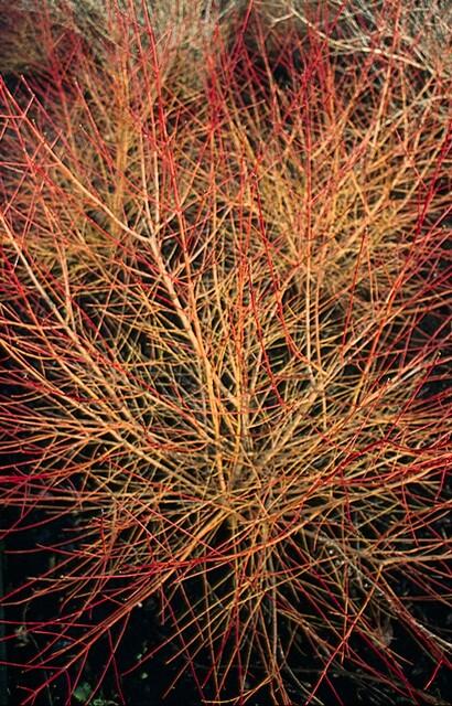 12x Cornus sang. 'Anny's Winter Orange' - ↕10-25cm - Ø9cm
