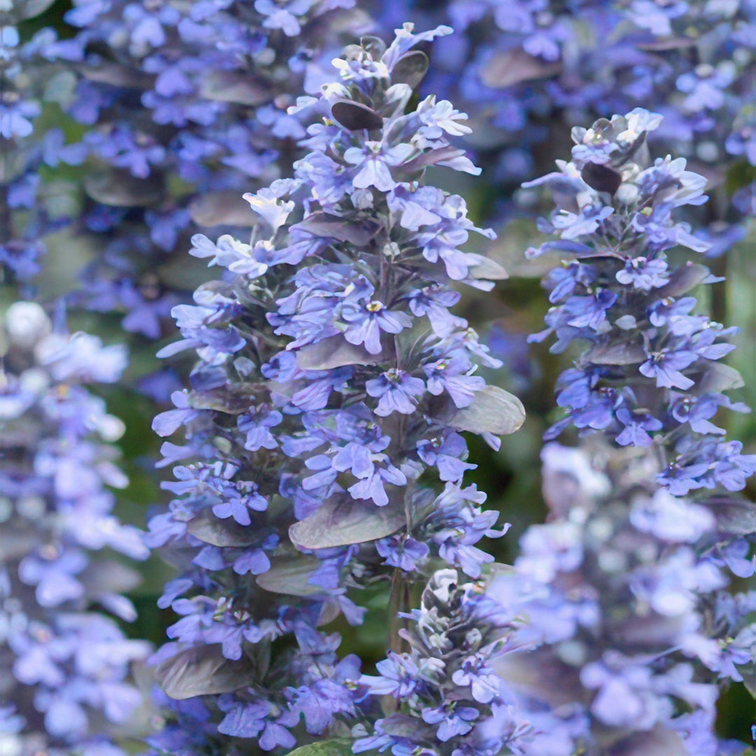 24x Ajuga reptans 'Burgundy Glow' - ↕10-25cm - Ø9cm
