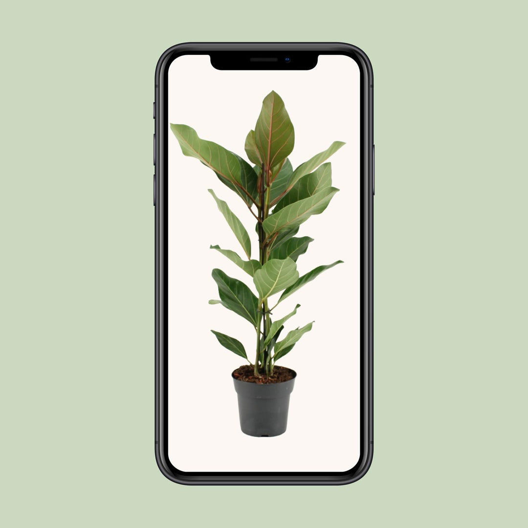 Ficus Benghalensis Joy - Ø17cm - ↕65cm
