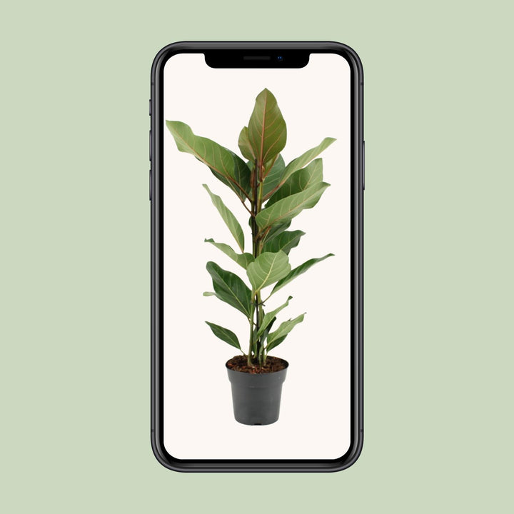 Ficus Benghalensis Joy - Ø17cm - ↕65cm