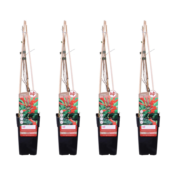 4x - Lonicera brownii 'Dropmore Scarlet' - ↨65cm - Ø15